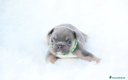 Bulldog Francese cani in vendita: Disponibili 5 cuccioli di bulldog francese❤️ a Provincia di Biella - Immagine 4