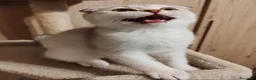 Scottish gatti in vendita: Gattini Scottish fold e Scottish Straight  - Annuncio 6