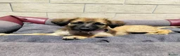 Meticcio cani in regalo: TRUDY cucciola deliziosa - Annuncio 2