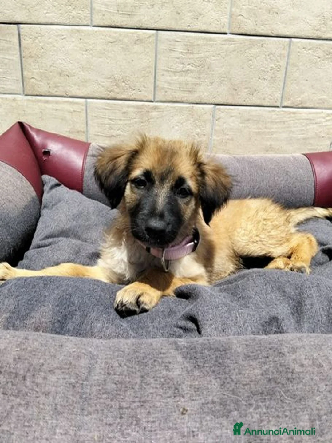 Meticcio cani in regalo: TRUDY cucciola deliziosa - Annuncio 2
