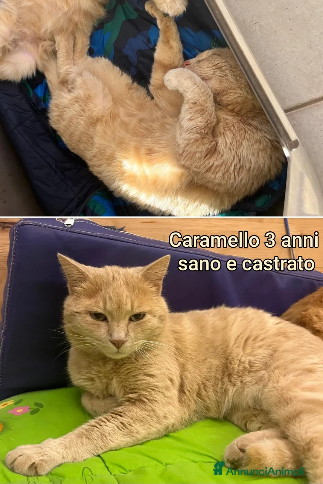 Altre razze gatti in regalo: SERVONO ADOZIONI PER SALVARLI  a Provincia di Modena - Annuncio 11