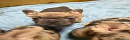 Bulldog Francese cani in vendita: Bulldog francese esotico - Annuncio 8