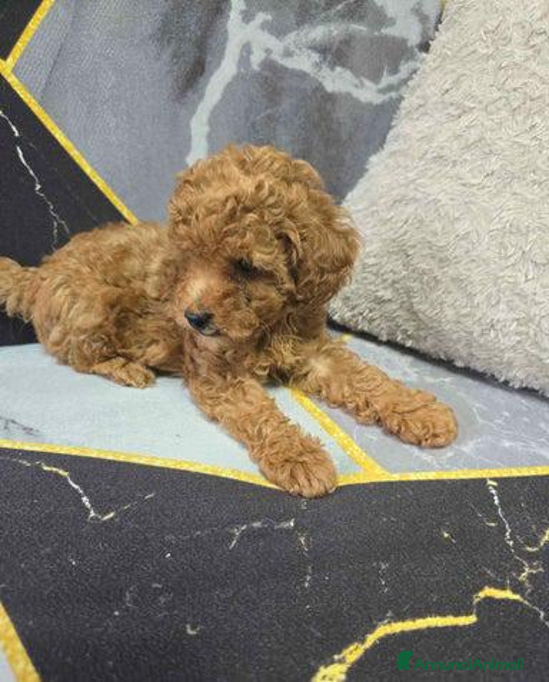 Barboncino Toy cani in vendita: Tre adorabili cuccioli di barboncino toy rossi - Annuncio 7