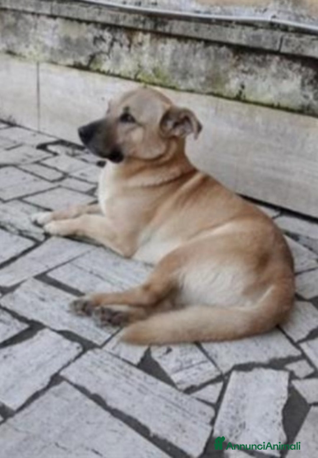 Meticcio cani in regalo: Red 4anni zampette corte in canile ROMA a Città metropolitana di Milano - Annuncio 2