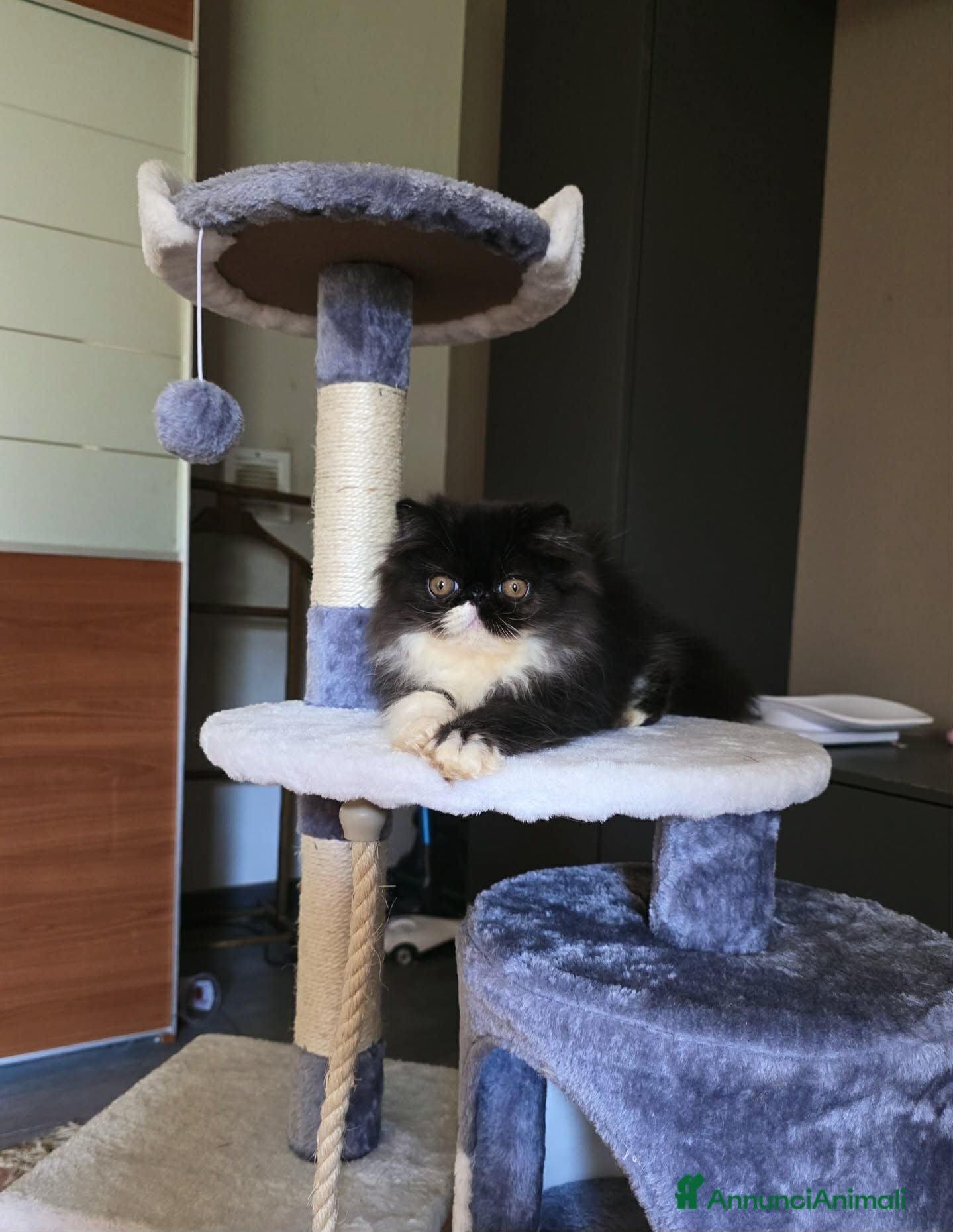 Persiano gatti Gatti persiani  - Annuncio 1