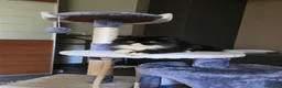 Persiano gatti in vendita: Gatti persiani  - Annuncio 4