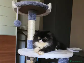 Persiano gatti Gatti persiani - Annuncio 1