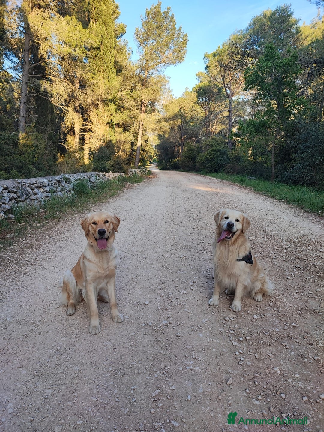 Golden Retriever cani in vendita: Cucciole di Golden Retriever - Annuncio 9