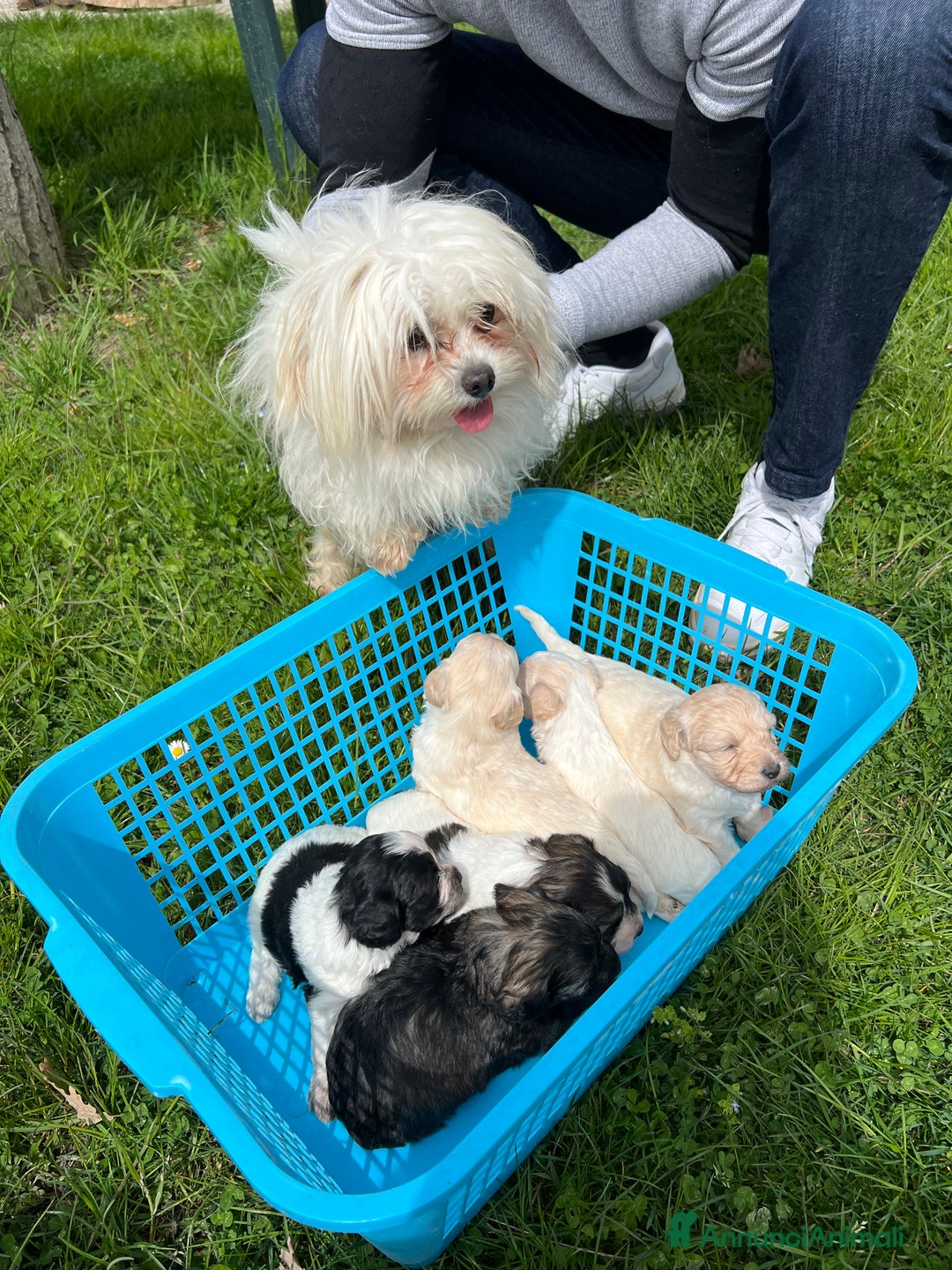 Meticcio cani in vendita: Cuccioli maltipoo a Provincia di Modena - Immagine 5