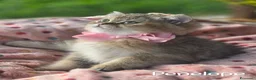 British gatti in vendita: Cuccioli British Golden e Silver - Annuncio 5