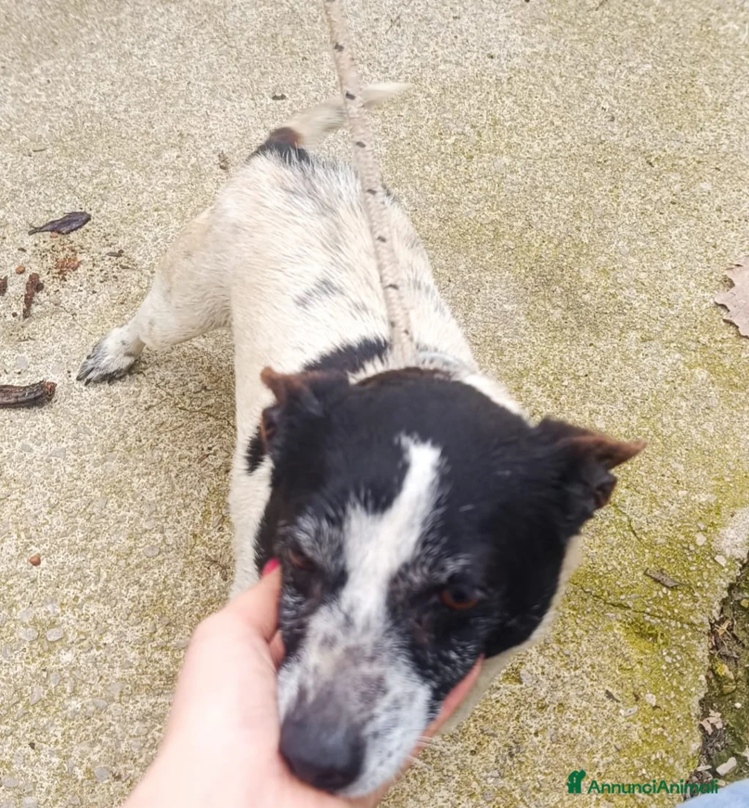 Meticcio cani in regalo: Cagnolina di taglia piccola  - Annuncio 2