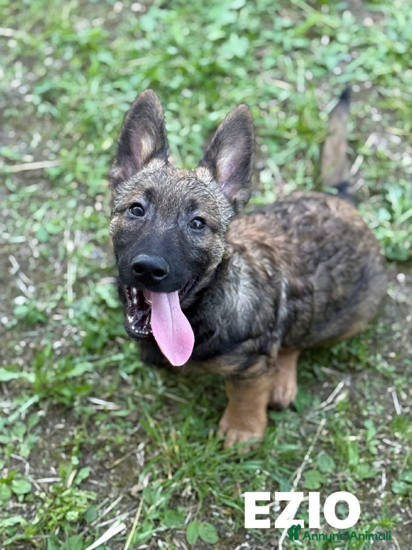 Meticcio cani 3 PICCOLI LUPETTI coccoloni! Cercano famiglie - Annuncio 37