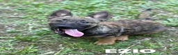 Meticcio cani in regalo: 3 PICCOLI LUPETTI coccoloni! Cercano famiglie - Annuncio 1