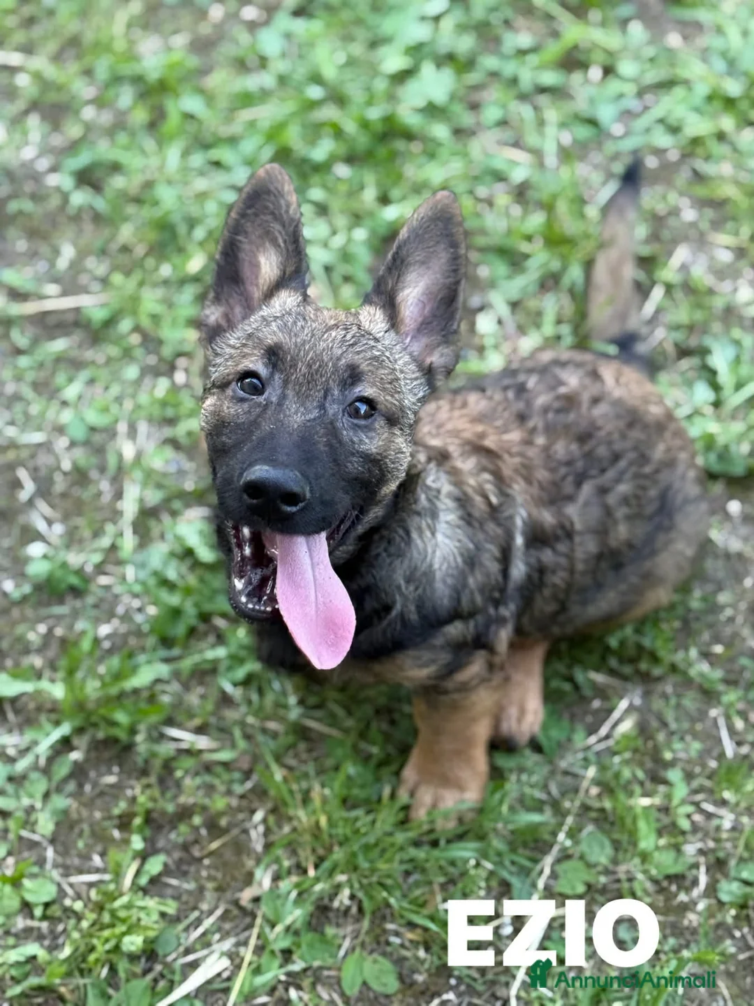 Meticcio cani in regalo: 3 PICCOLI LUPETTI coccoloni! Cercano famiglie - Annuncio 1