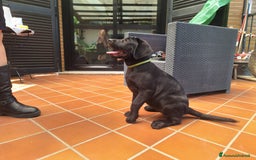 Labrador cani in vendita: Labrador  a Città metropolitana di Roma Capitale - Immagine 16