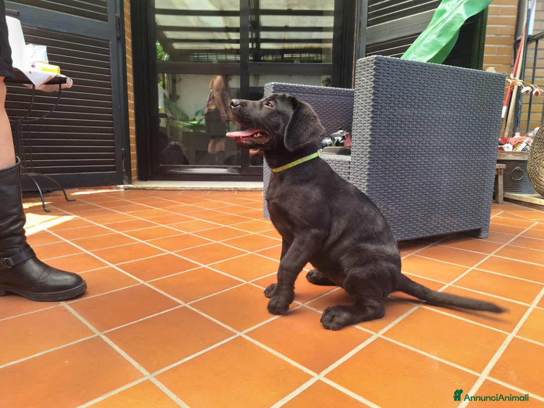 Labrador cani in vendita: Labrador  a Città metropolitana di Roma Capitale - Immagine 16