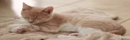 Altre razze gatti in regalo: Gattini (2 ♀ 1 ♂) - Annuncio 2
