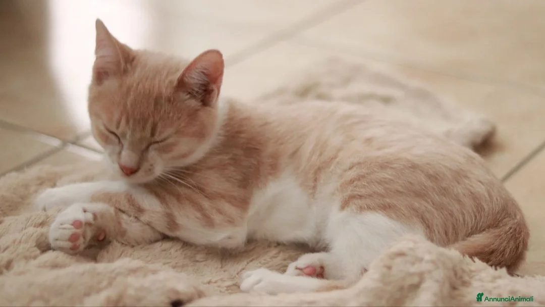 Altre razze gatti in regalo: Gattini (2 ♀ 1 ♂) - Annuncio 2
