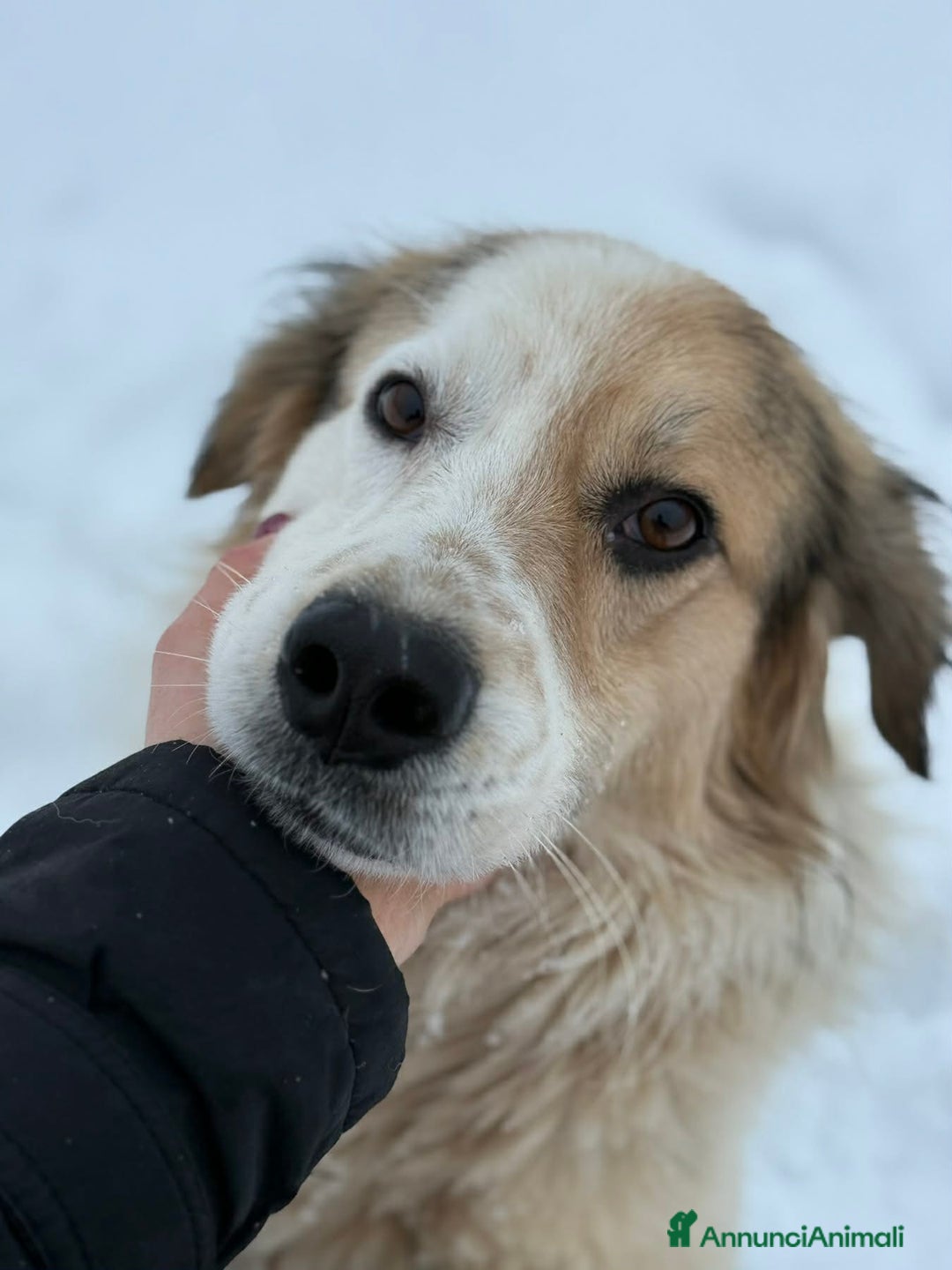 Meticcio cani in regalo: ARAMIS, cagnolone dalla bontà unica! - Annuncio 1