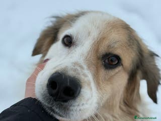Meticcio cani ARAMIS, cagnolone dalla bontà unica! - Annuncio 39