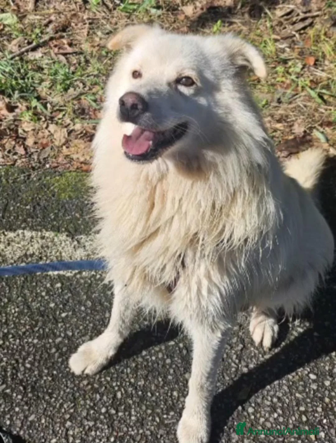 Meticcio cani in regalo: Fiore 2anni a catena,da 3in rifugioSOS GIARDINO.NO - Annuncio 11