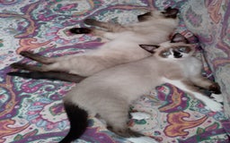 Siamese gatti in vendita: Splendidi gattini cuccioli di siamese e snowshoe  a Città Metropolitana di Torino - Immagine 3