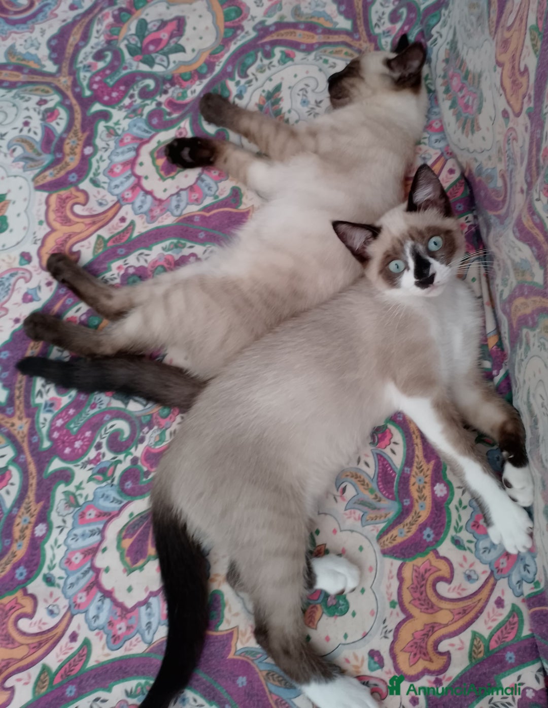 Siamese gatti in vendita: Splendidi gattini cuccioli di siamese e snowshoe  a Città Metropolitana di Torino - Immagine 3