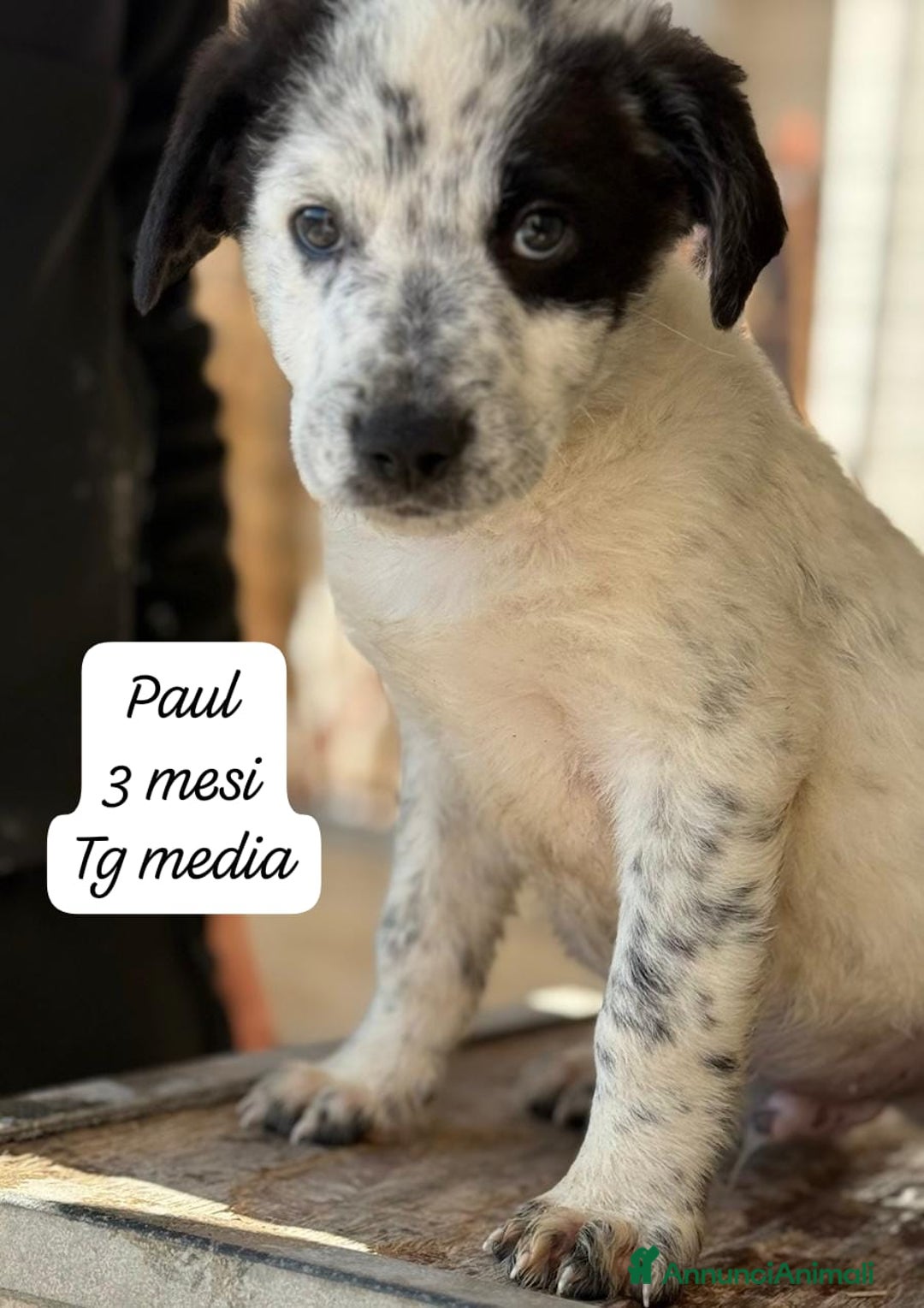 Meticcio cani in regalo: Tanti bellissimi cuccioli da adottare  - Annuncio 3