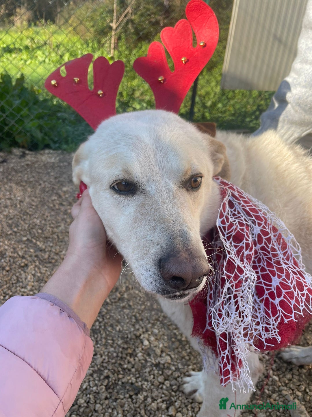 Meticcio cani in regalo: GLI OCCHIONI DOLCI DI SUSY - Annuncio 4