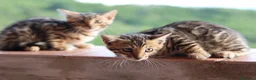 Bengala gatti in vendita: Cuccioli Bengala a Provincia di Cosenza - Annuncio 19