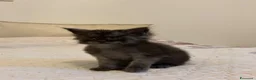 Maine Coon gatti in vendita: Maine Coon maschio pedigree Anfi - Annuncio 24