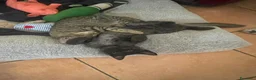 Europeo gatti in regalo: Minnie dolcissima micina tigrata - Annuncio 5