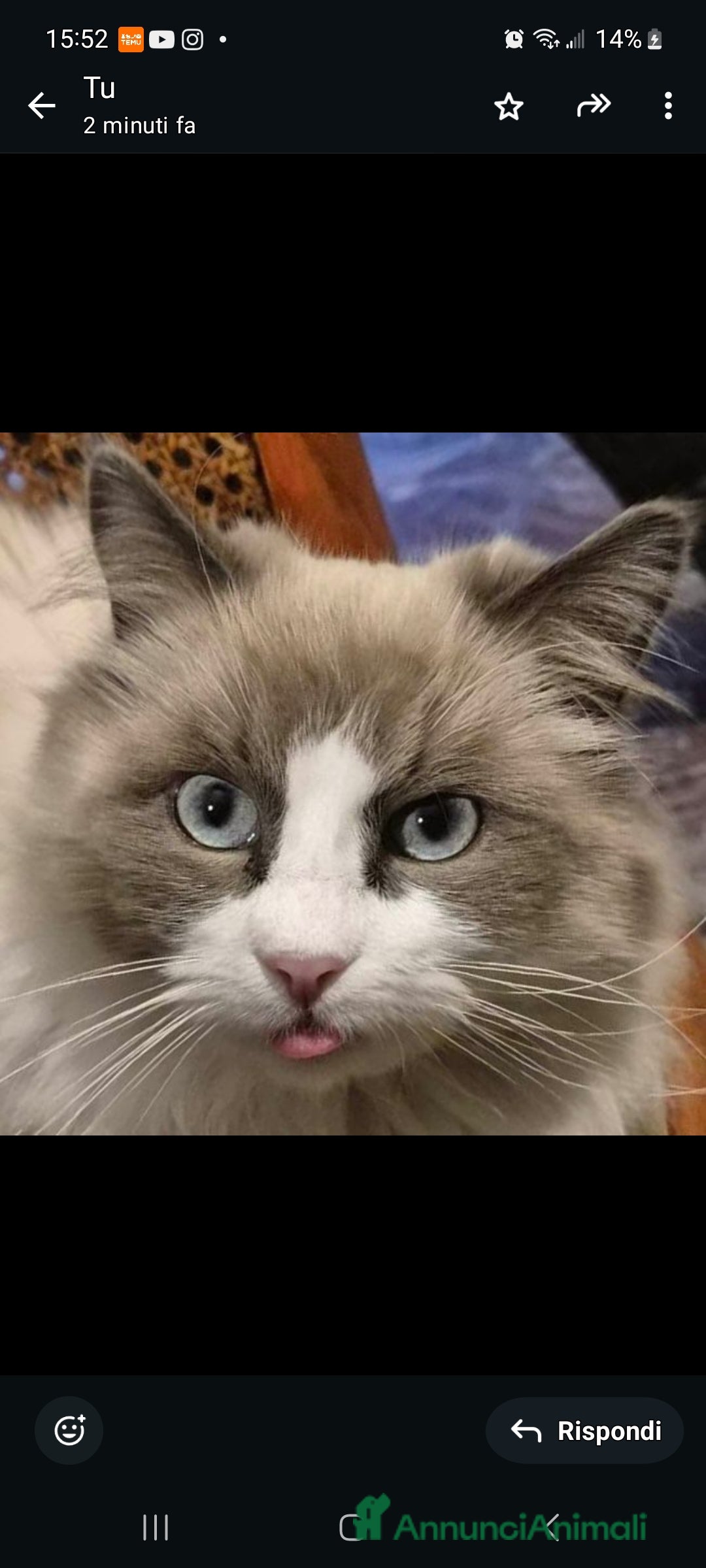 Siberiano gatti Cucciolini di gatto siberizno cresciuti in casa - Annuncio 2
