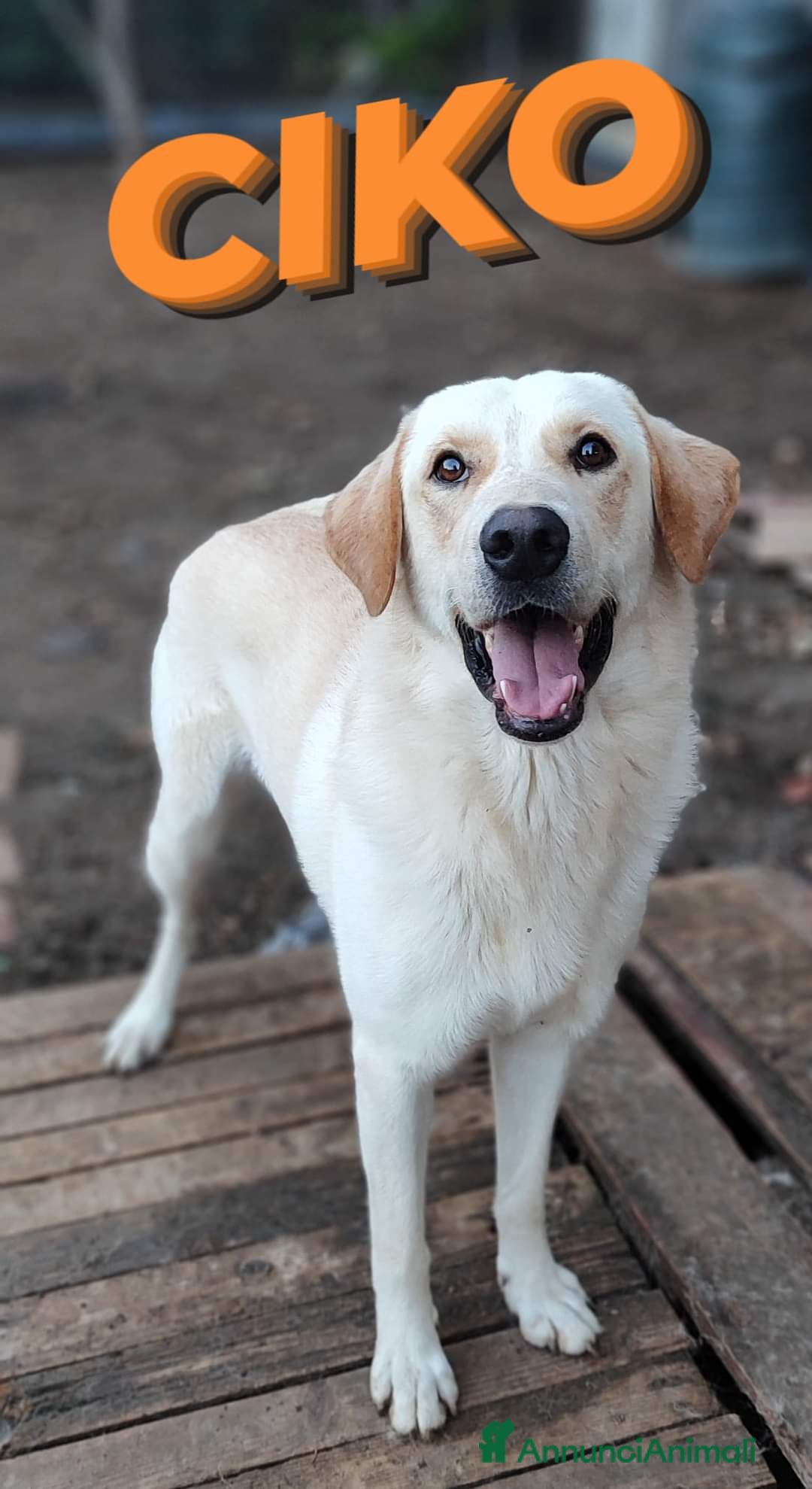 Labrador cani in regalo: Una famiglia per Ciko  a Provincia di Savona - Immagine 1