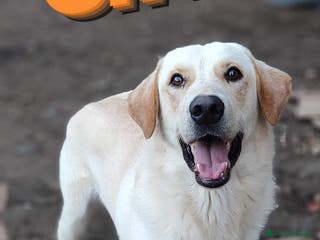 Labrador cani Una famiglia per Ciko a Provincia di Savona - Annuncio 13