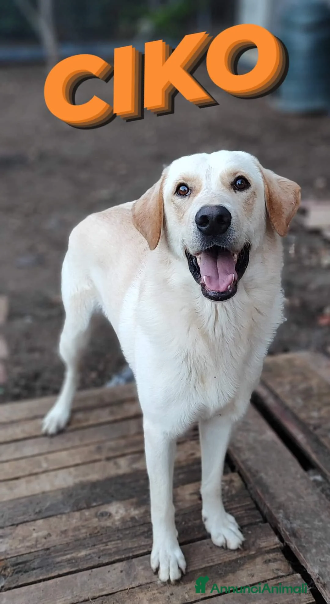 Labrador cani in regalo: Una famiglia per Ciko  a Provincia di Savona - Annuncio 1