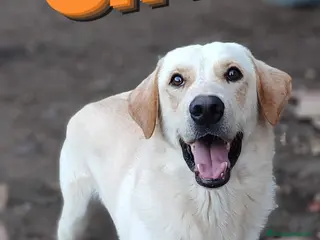 Labrador cani Una famiglia per Ciko a Provincia di Savona - Annuncio 1