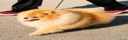 Volpino Pomerania cani in vendita: Due cuccioli maschi di Pomeranian con pedigree  a Città metropolitana di Catania - Annuncio 11