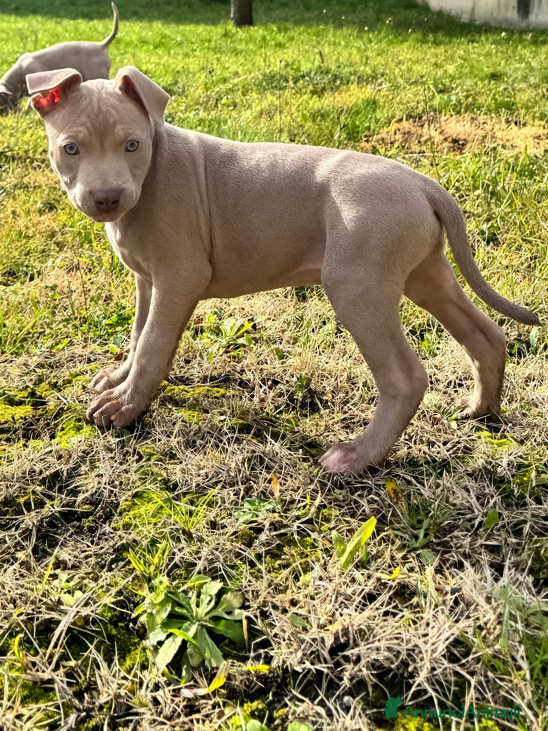 Pitbull cani in vendita: American Pitbull Terrier - Annuncio 13