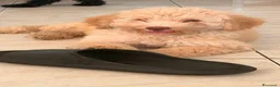 Barboncino cani in vendita: Barboncini  - Annuncio 4
