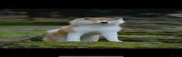 Akita Inu cani in vendita: Cucciolo Akita inu (Top Selection) a Città metropolitana di Roma Capitale - Annuncio 23
