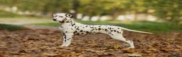 Dalmata cani in vendita: Adorabile cucciolo di dalmata con pedigree  - Annuncio 3