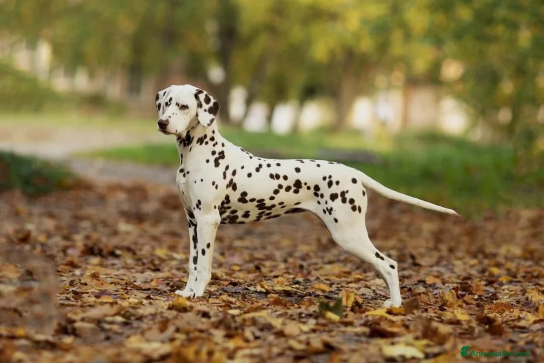 Dalmata cani in vendita: Adorabile cucciolo di dalmata con pedigree  - Annuncio 3