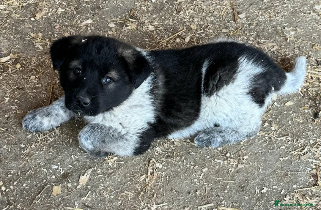 Meticcio cani in regalo: Aiko 50 giorni taglia grande  - Annuncio 8