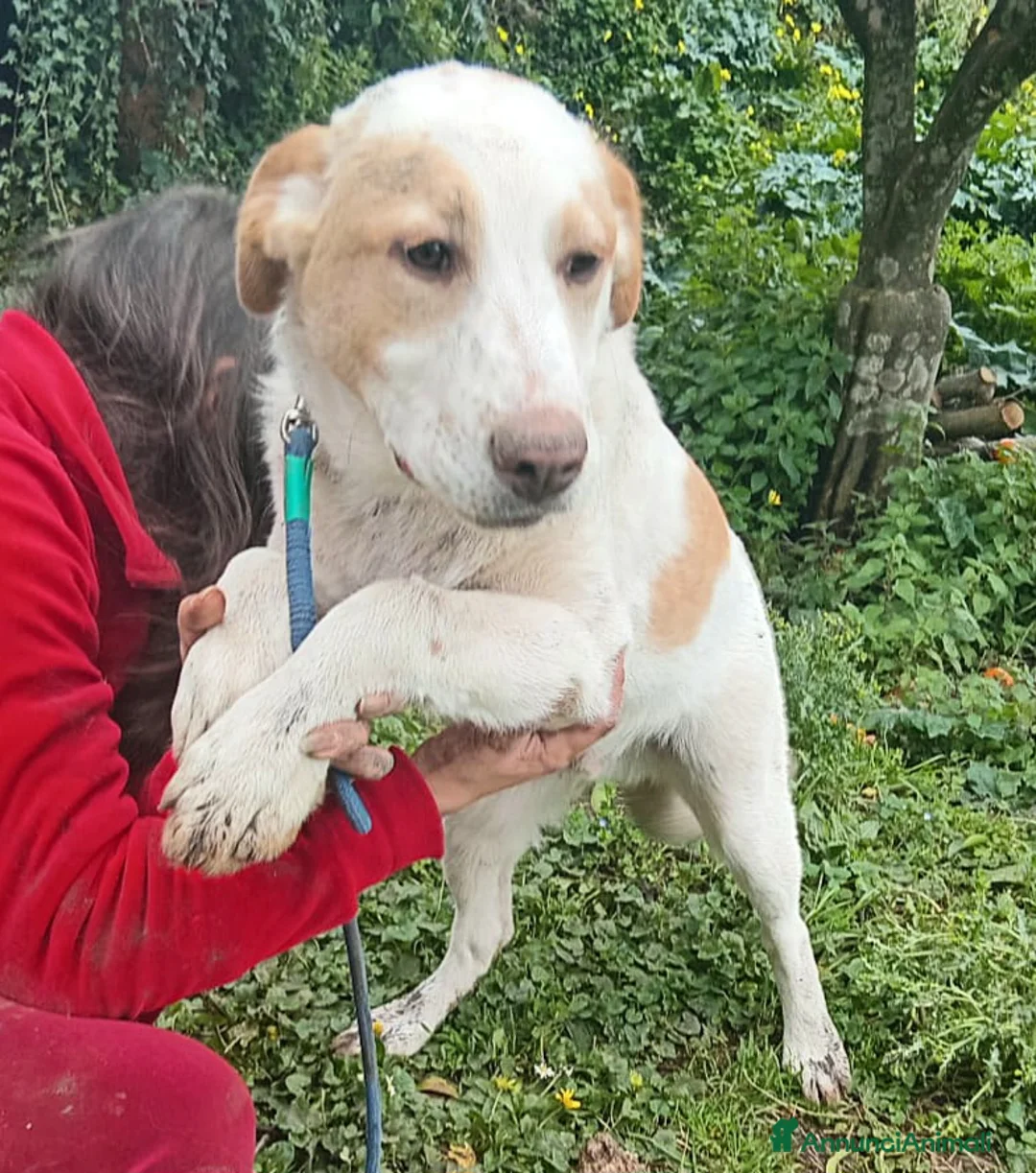 Meticcio cani in regalo: UNA MAMMA PER MOOCKIE - Annuncio 3