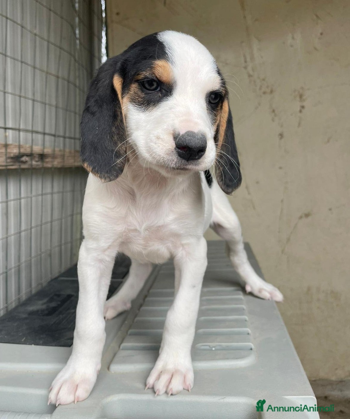 Meticcio cani LA PICCOLA E DOLCE SELENE - Annuncio 8