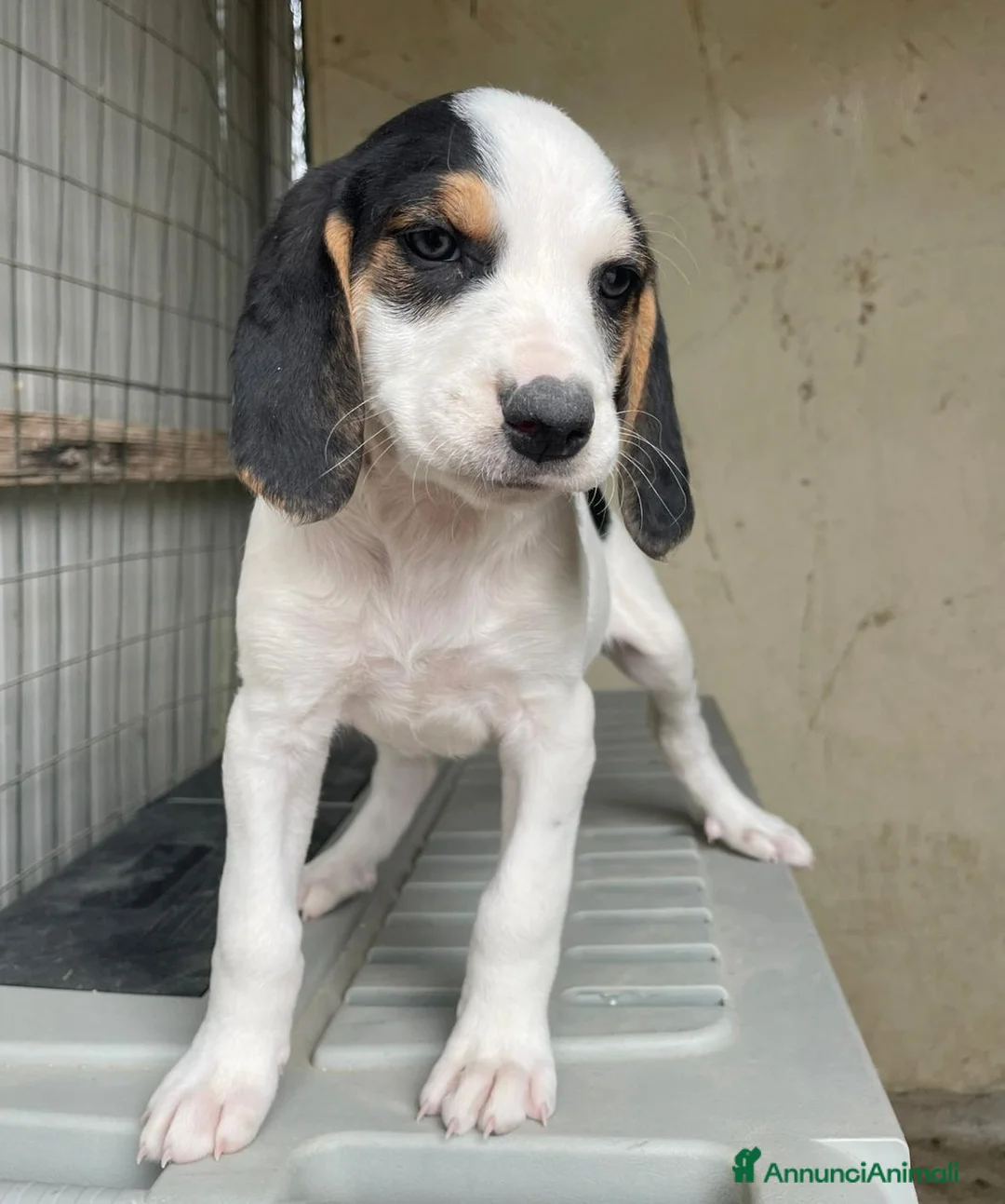 Meticcio cani in regalo: LA PICCOLA E DOLCE SELENE a Città metropolitana di Roma Capitale - Annuncio 1