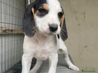 Meticcio cani LA PICCOLA E DOLCE SELENE - Annuncio 8