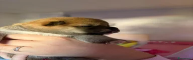 Shiba Inu 2