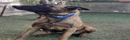 Meticcio cani in regalo: Akila, Malinois dolce e giocherellona - Annuncio 7